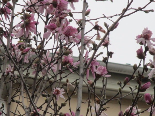 0327 Florecer 花が咲く Angela の簡単スペイン語