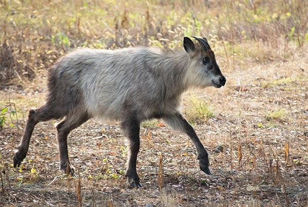 カモシカ 神に仕える四ツ目の種がこれだ しゅんトレネタ