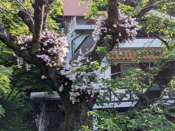 高尾山のセッコクの花 ひこじいの遊んで暮らす生活