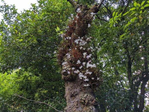 高尾山のセッコクの花 ひこじいの遊んで暮らす生活