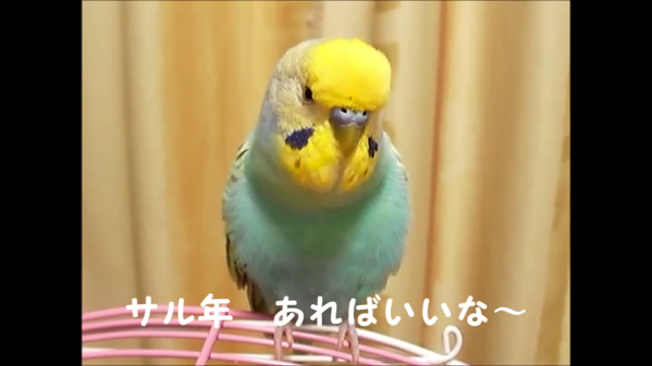 スマホで検索が出来そうなセキセイインコが凄い とりまとめ