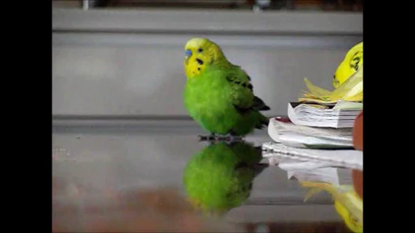 インコは飛ぶ物 走る物 スローモーションでとらえた大迫力のインコ