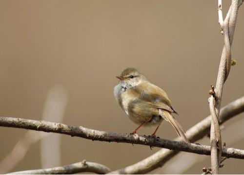 日本からハワイに渡ったウグイスたちの鳴き声に変化が とりまとめ