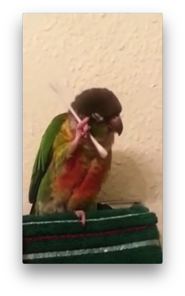 綿棒でオシャレに 自分で身だしなみをととのえるインコ とりまとめ
