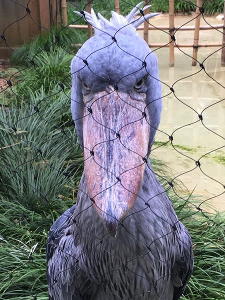 東が勝つか 西が勝つか 上野動物園で 東西目つき鋭い選手権 とりまとめ