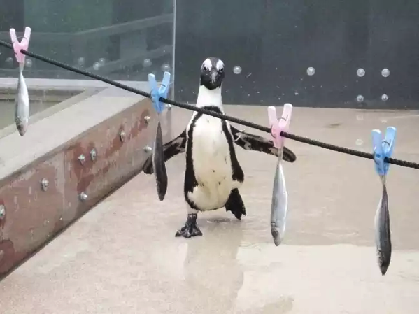 体育の日直前 サンシャイン水族館でペンギンたちの アジ食い競争 を見よう とりまとめ