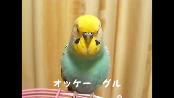 スマホで検索が出来そうなセキセイインコが凄い とりまとめ