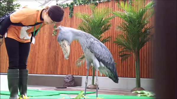 クールに見えて実は甘えん坊 飼育員にデレデレのハシビロコウ とりまとめ