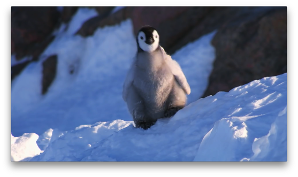 15年最後はペンギンで年越し ちょっとドジなペンギン動画集 とりまとめ