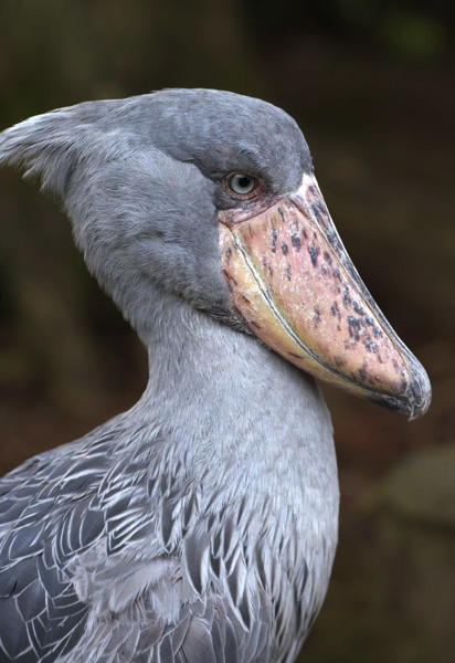 千葉市動物公園でハシビロコウの繁殖が計画されているらしい とりまとめ