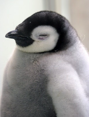 夏と言えばペンギンの季節 ペンギンの赤ちゃん特集 とりまとめ