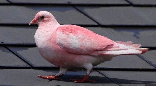 動画 見た人が豆鉄砲を食らった気分 ピンク色の鳩が話題に とりまとめ