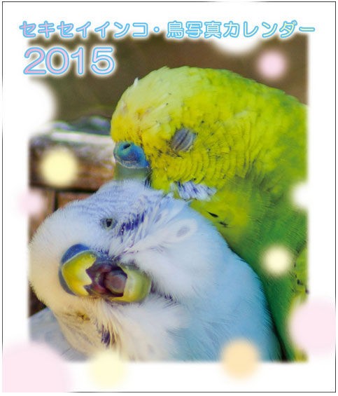 セキセイファンの人 今年の小鳥カレンダーはもう決めた とりまとめ