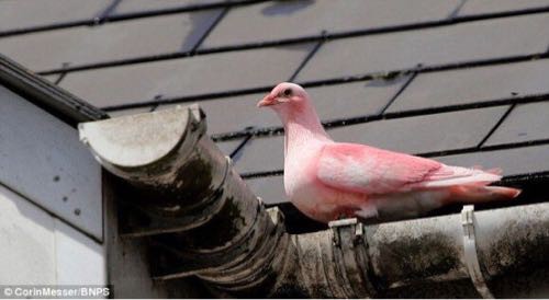 動画 見た人が豆鉄砲を食らった気分 ピンク色の鳩が話題に とりまとめ