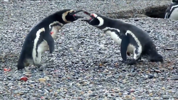 閲覧注意 妻の浮気現場を見てしまった夫ペンギン 浮気相手と血まみれの修羅場に とりまとめ