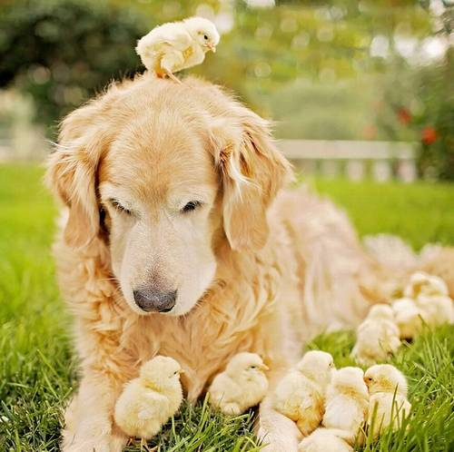 ヒヨコが集まれば そこはほのぼの空間 ヒヨコ画像まとめ とりまとめ