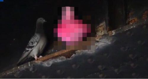 エバニュー dove しあわせの象徴 鳩の絵 - 通販 - www.icetran.com.br
