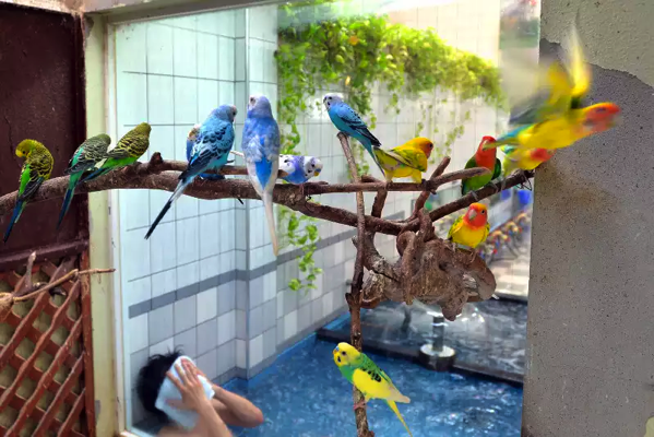 沢山のインコを眺めながら入浴できる インコ銭湯 とりまとめ