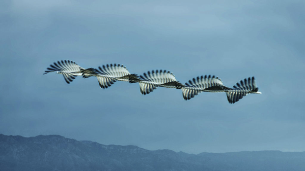 まるでスカイフィッシュ 鳥の羽ばたく軌跡が別の生き物のよう とりまとめ