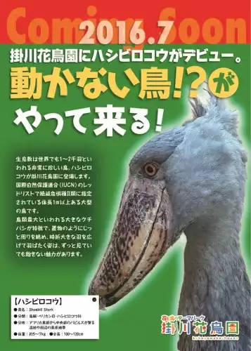 掛川花鳥園にハシビロコウが登場 7 1から公開 とりまとめ