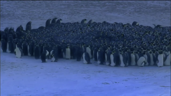 南極のコウテイペンギンが作る円陣が少しずつ動いているわけとは とりまとめ