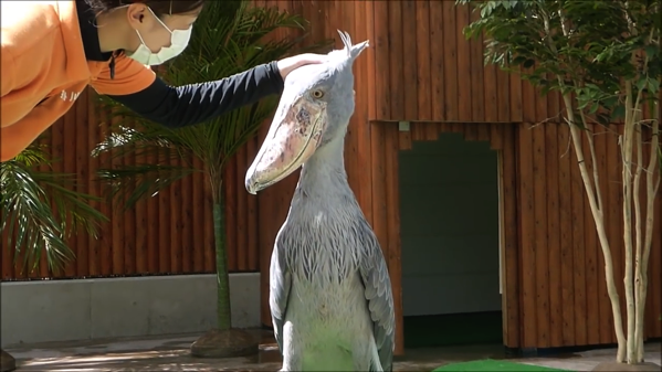 クールに見えて実は甘えん坊 飼育員にデレデレのハシビロコウ とりまとめ
