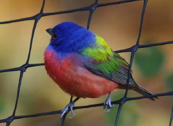 本当に地毛 信じられないほどカラフルな鳥がニューヨークに現れる とりまとめ
