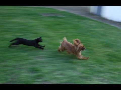 犬vs猫の喧嘩動画 トリコロ犬動画