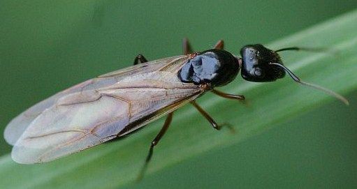 高度な昆虫社会 土佐料理 旬の鰹がゆく