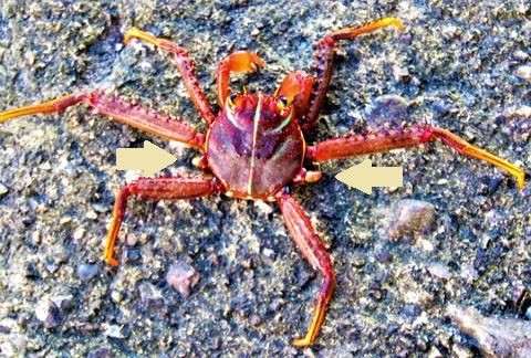 甲殻類の自切と再生 土佐料理 旬の鰹がゆく