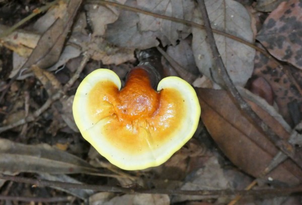 梅雨期の雑木林に現れた霊芝マンネンタケ : 土佐料理 旬の鰹がゆく！