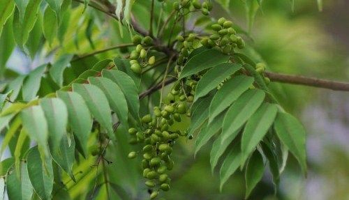 薩摩の実 土佐料理 旬の鰹がゆく