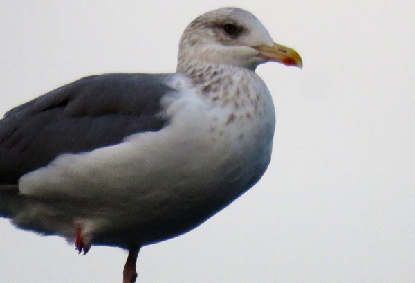 寒い季節の片足立ち 土佐料理 旬の鰹がゆく
