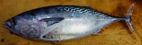 阿形一郎さんの陶器 土佐料理 旬の鰹がゆく