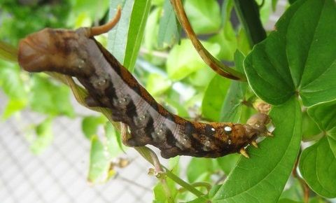 芋虫考察 : 土佐料理 旬の鰹がゆく！