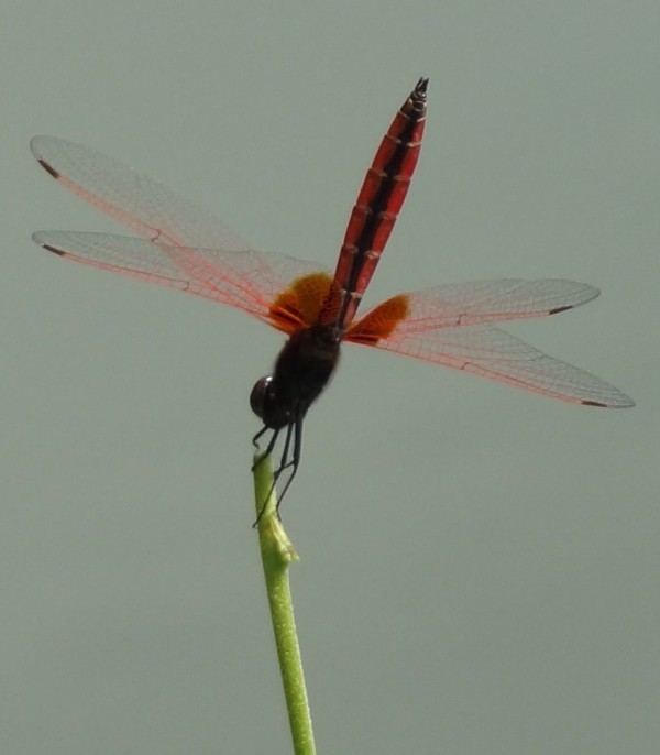 象徴を形に 土佐料理 旬の鰹がゆく