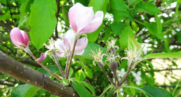 リンゴの花びらが 土佐料理 旬の鰹がゆく