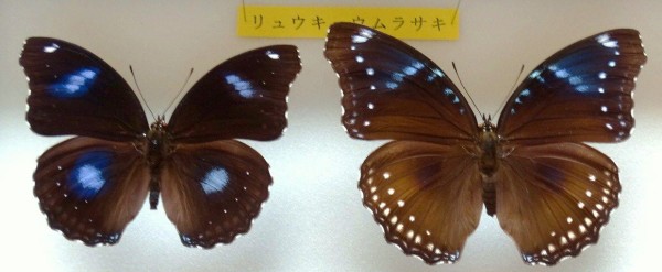 琉球紫蝶（リュウキュウムラサキ） : 土佐料理 旬の鰹がゆく！
