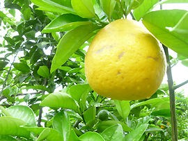 水晶文旦 土佐料理 旬の鰹がゆく 水晶文旦 土佐料理 旬の鰹がゆく