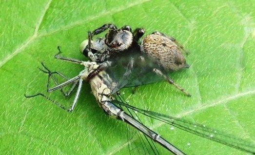 ネコハエトリ 土佐料理 旬の鰹がゆく