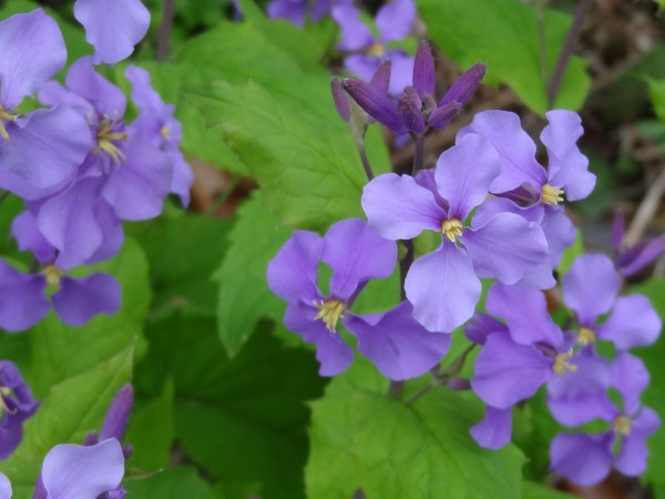 ムラサキハナナ 紫花菜 土佐料理 旬の鰹がゆく