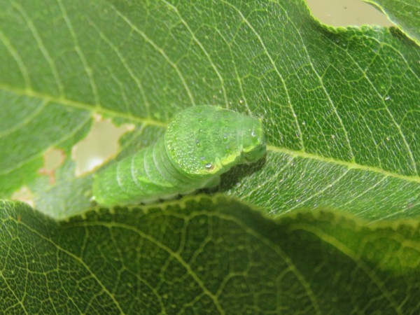 アゲハ幼虫の正体カラスザンショウ編Ⅰ : 土佐料理 旬の鰹がゆく！