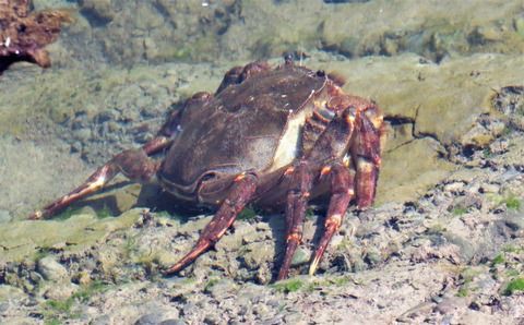 甲殻類の自切と再生 土佐料理 旬の鰹がゆく