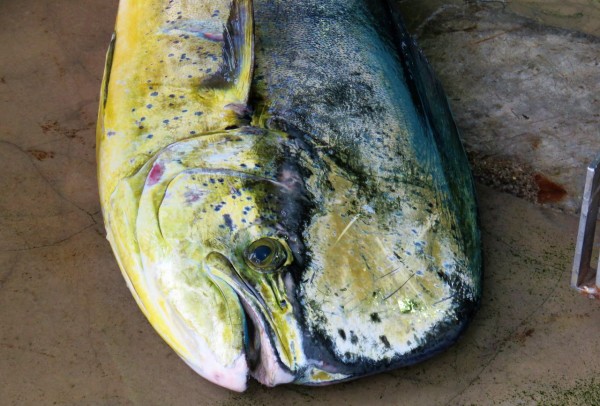 巨大シイラ漁獲 土佐料理 旬の鰹がゆく