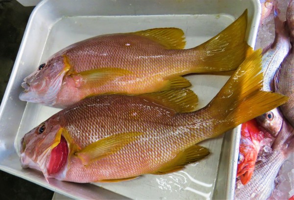 笛鯛の季節 土佐料理 旬の鰹がゆく