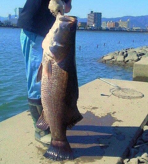 ★★★高知県産　アカメ　１４ｃｍ★★★ 高知県産 アカメ １０ｃｍ 怪魚アカメ140ｃｍOver!降臨！ 土佐高知店（Tosa Kochi）