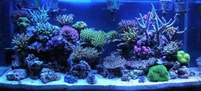 高知の珊瑚漁 : 土佐料理 旬の鰹がゆく！