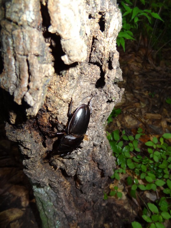 クワガタを見つける 土佐料理 旬の鰹がゆく