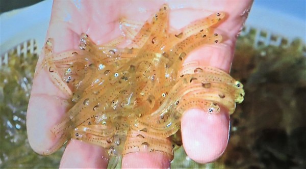 半透明な鮎の稚魚 氷魚 ヒウオ 土佐料理 旬の鰹がゆく