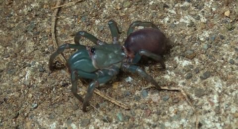 ヒラタグモ 土佐料理 旬の鰹がゆく